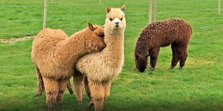 The History Of Alpaca Alpaca Breeders Of Vermont